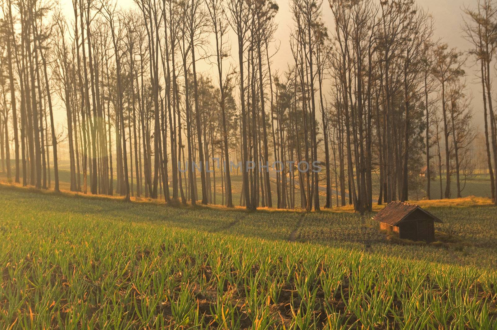 foggy farmland in java by yuliang11