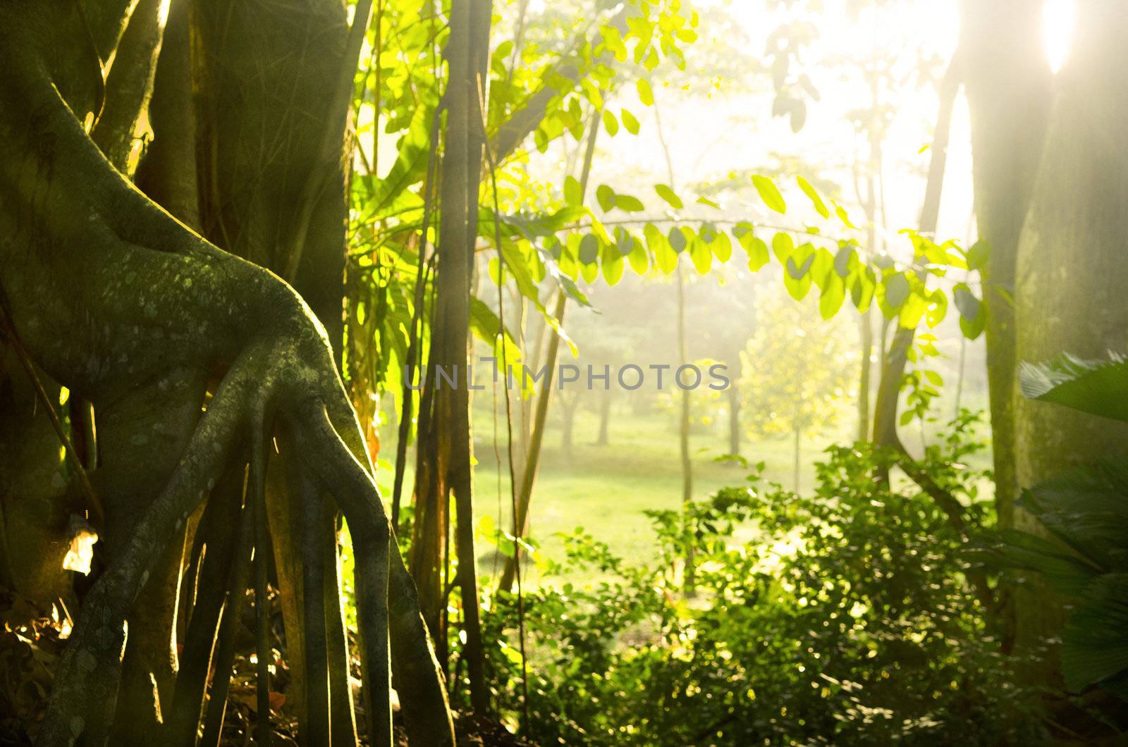 rainforest with sun rays and flare