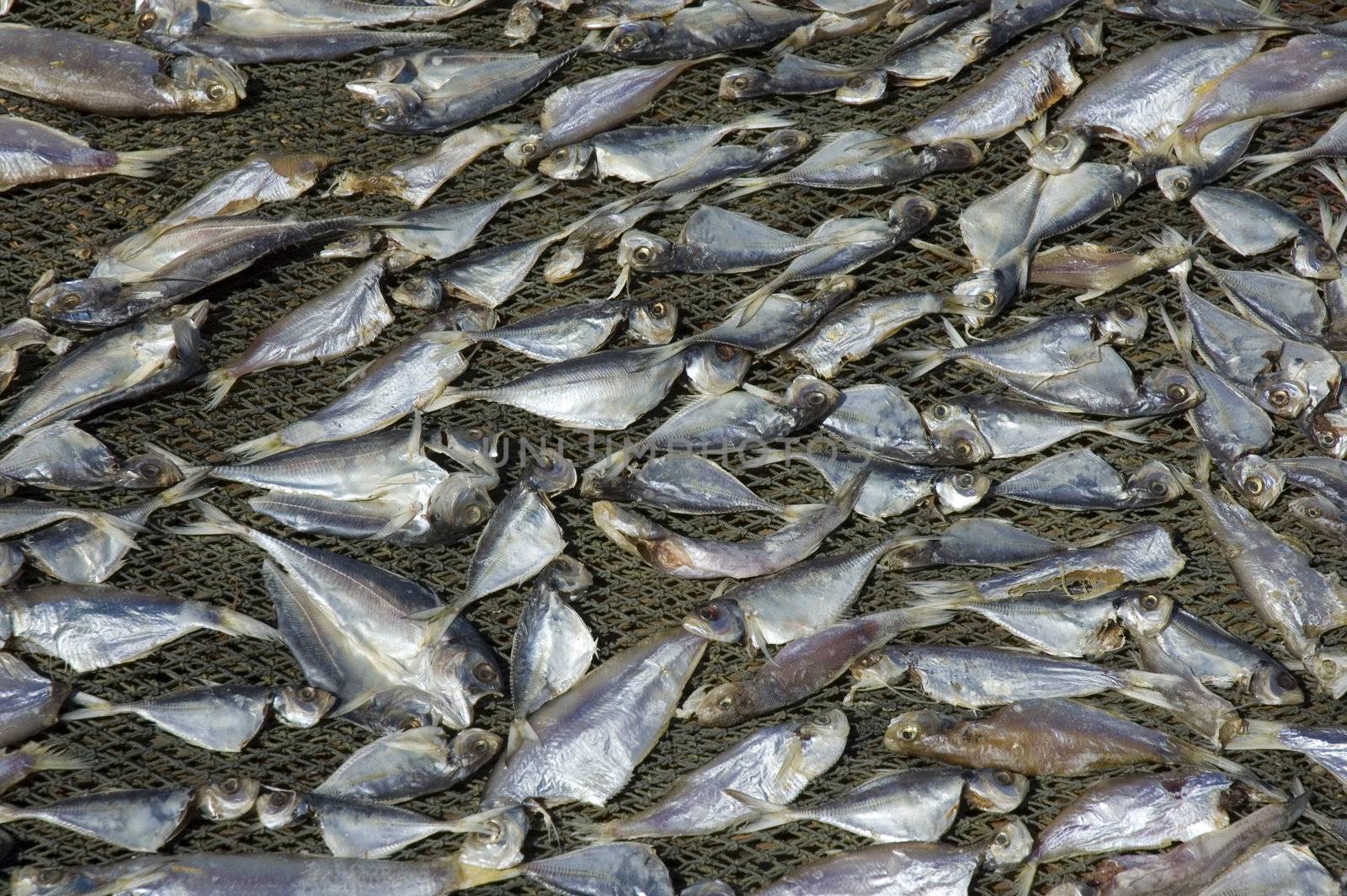 salted fish being process 