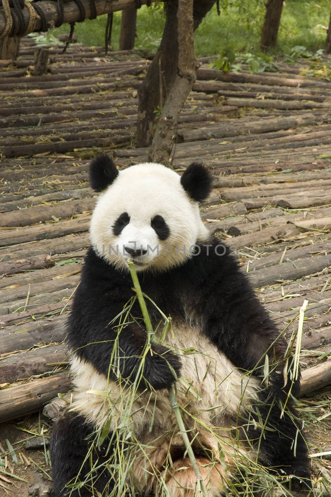 panda feeding in chengdu zoo,china