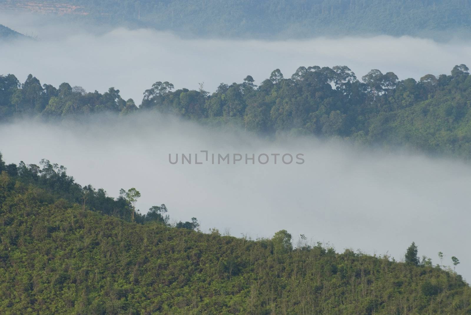 misty forest morning