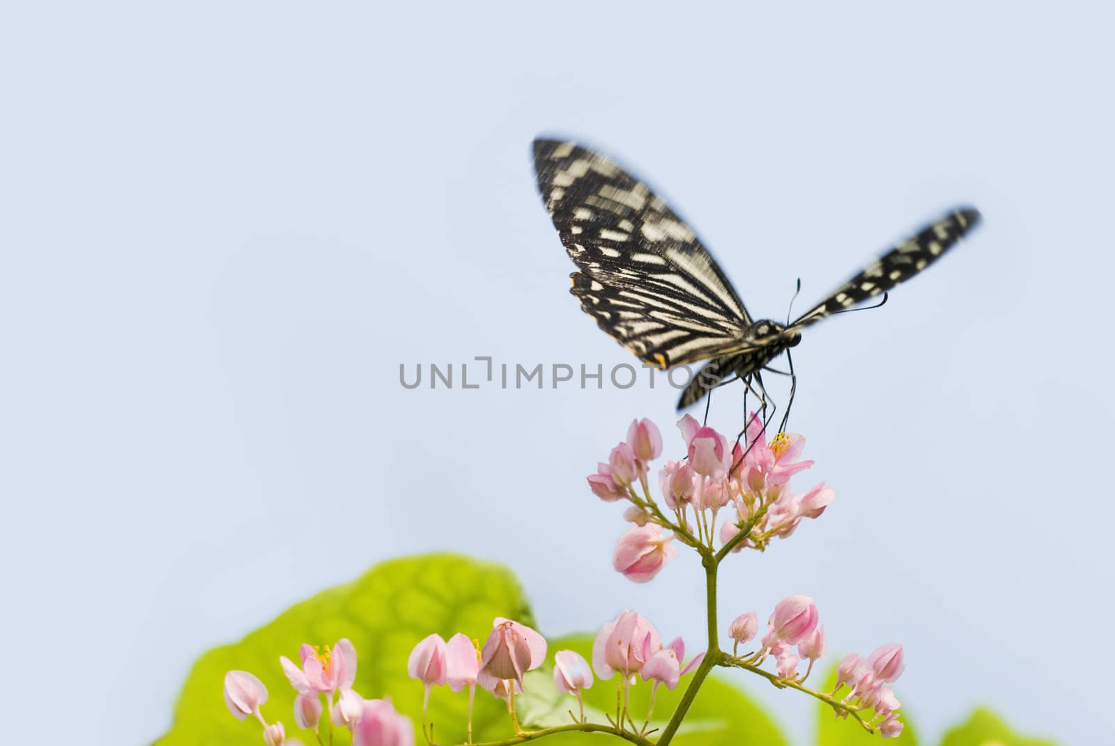 butterfly by yuliang11