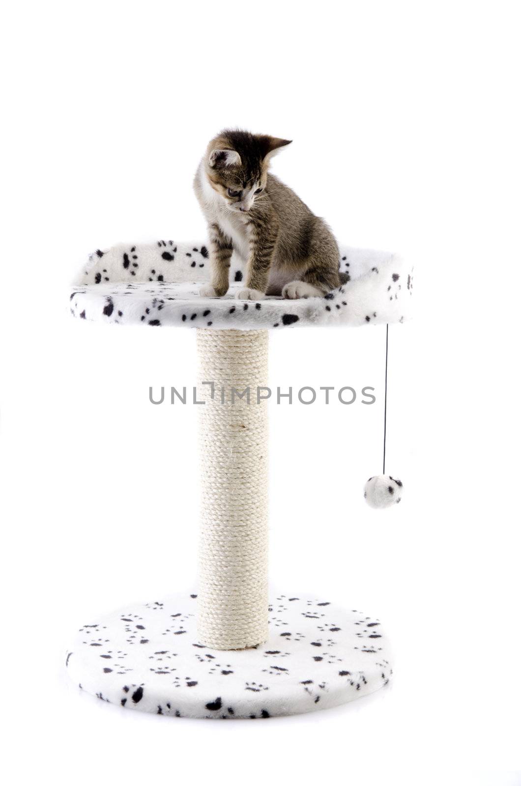 cat on cat tree  by yuliang11