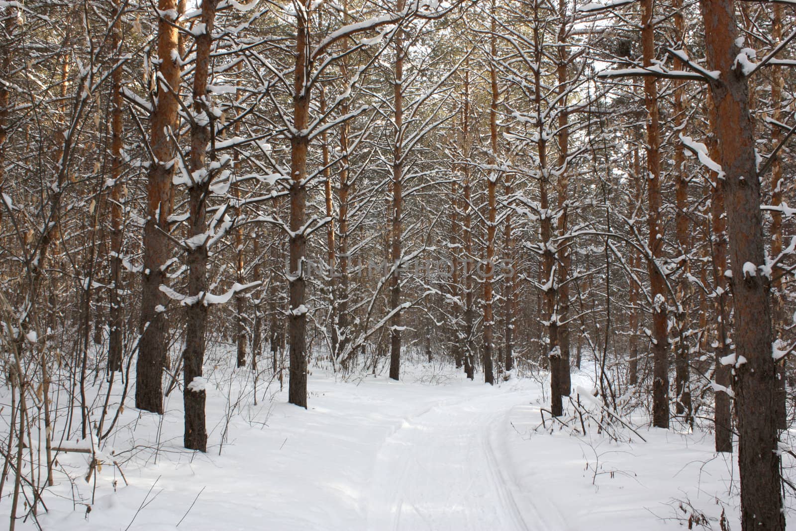 In winter forest by sergpet