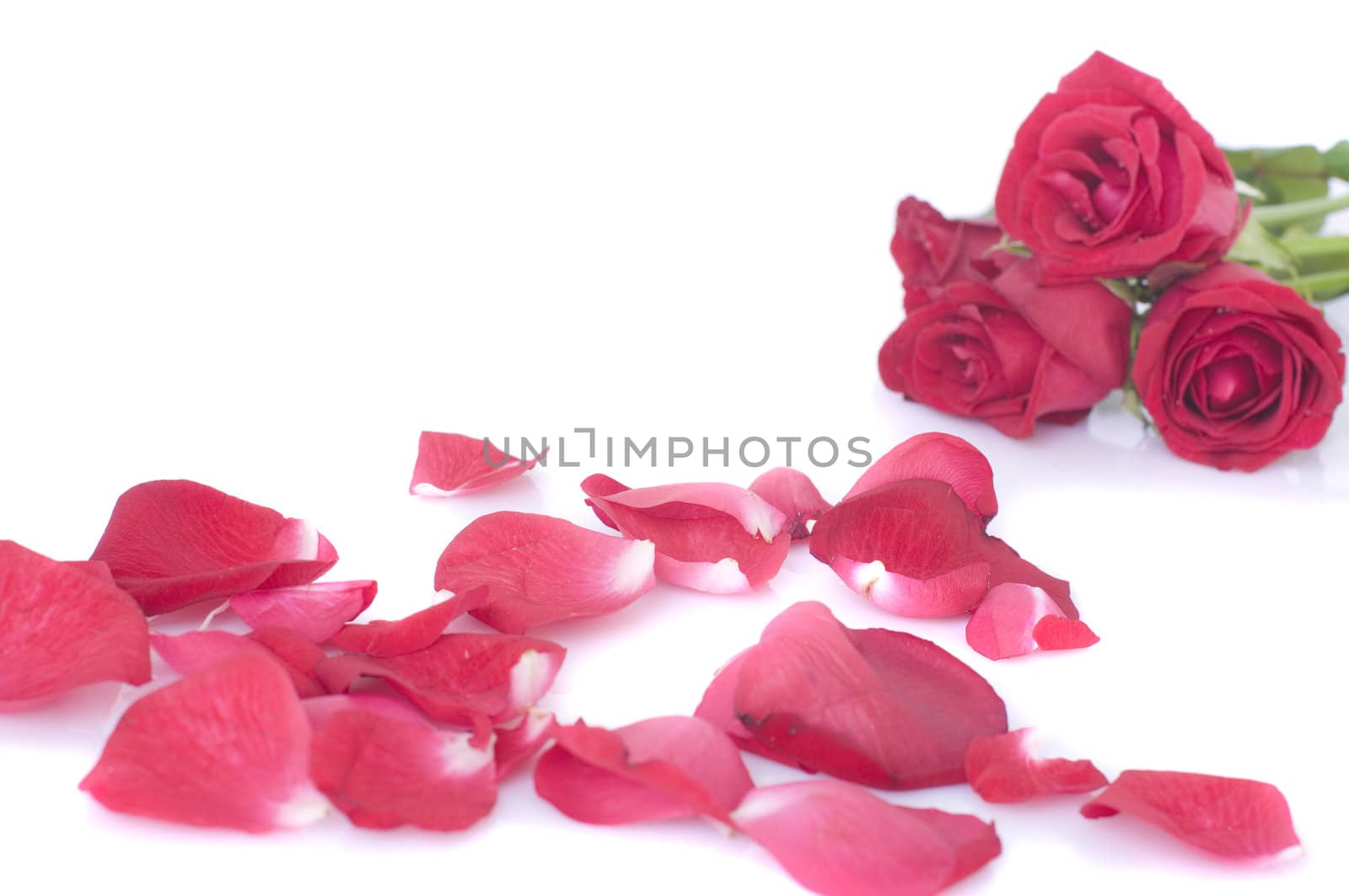 rose with petals and a lot of copy space
