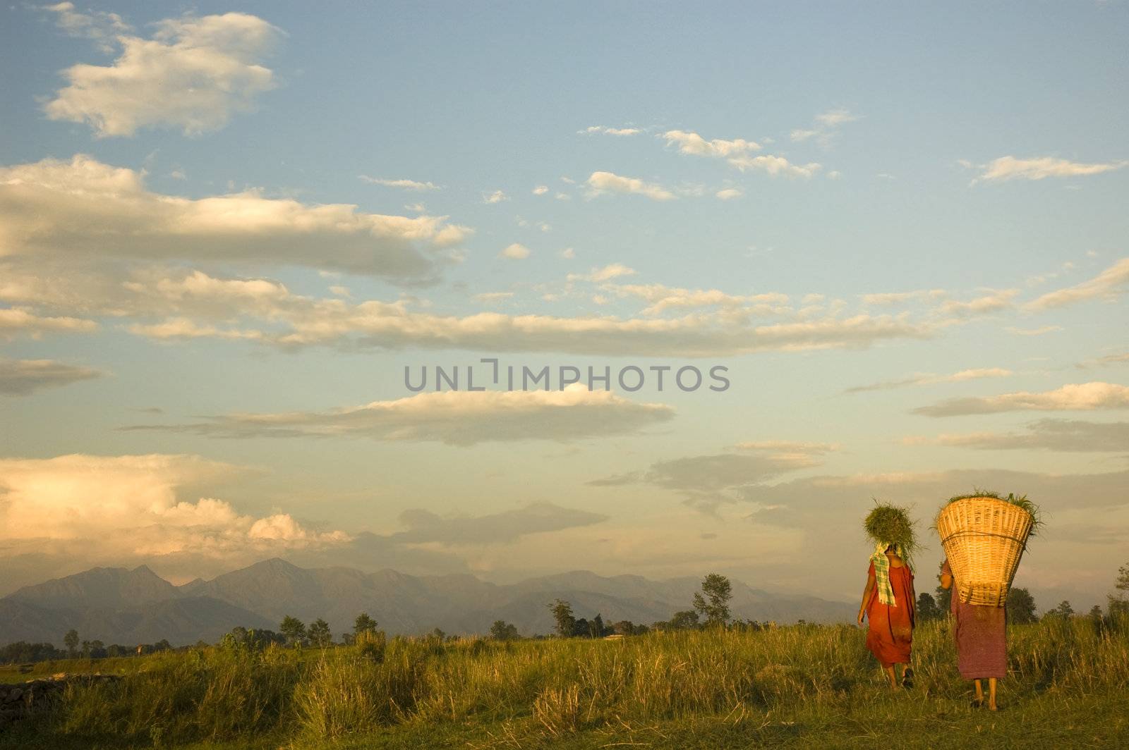 traditional farmer back from harvest