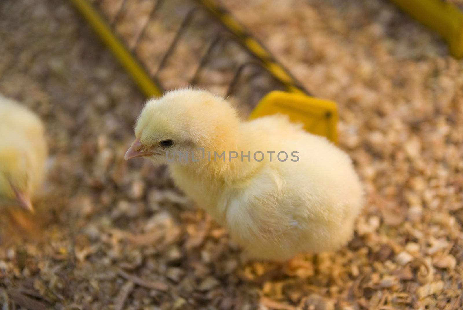 young chick 