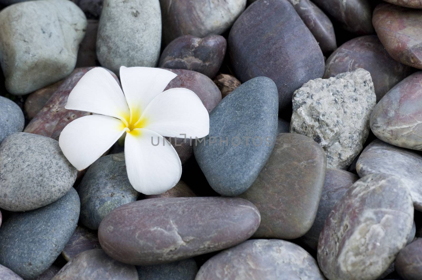 frangipani flower on a stack of rocks