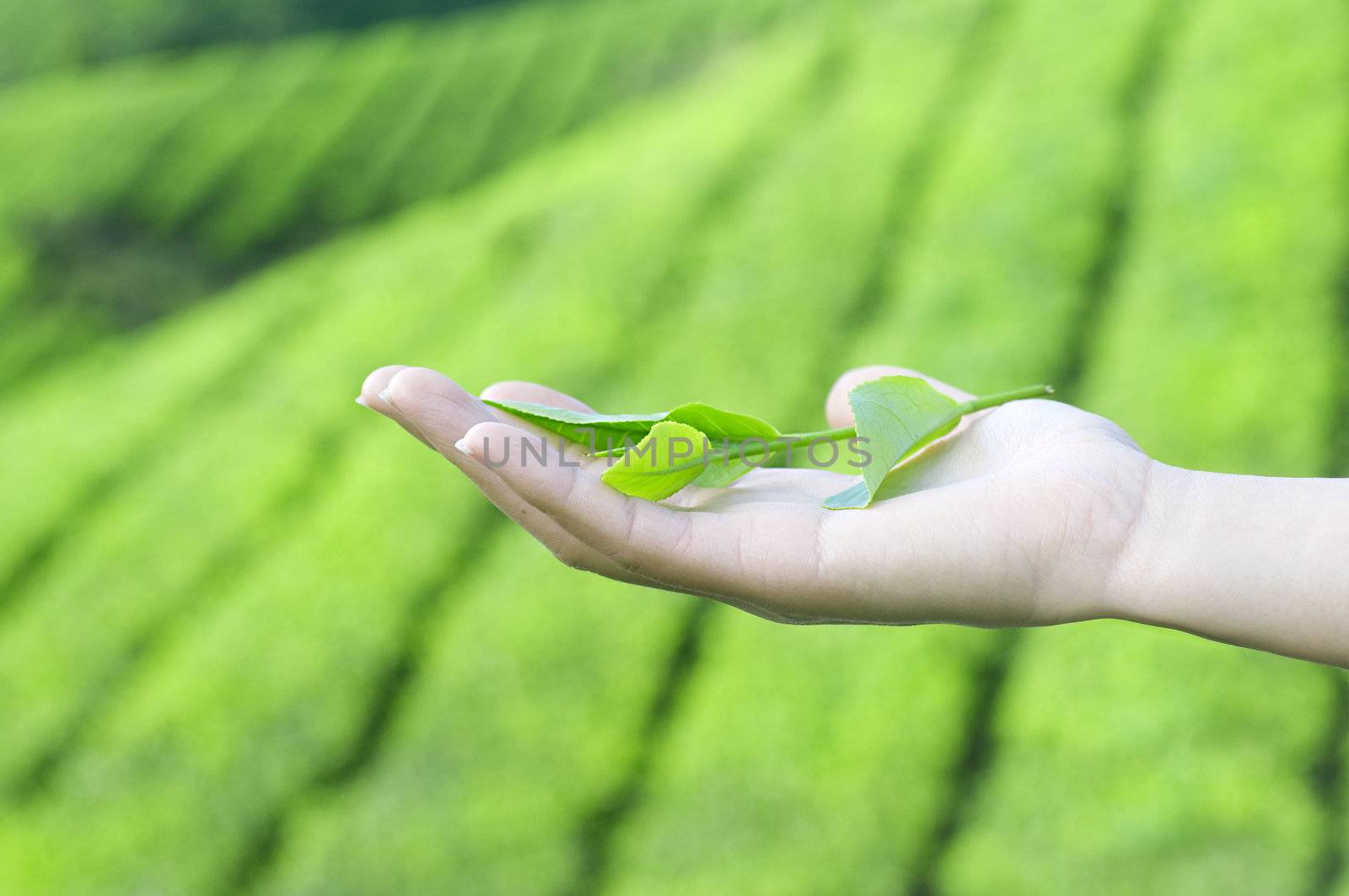 hand holding tea leaf with green tea plantation background 