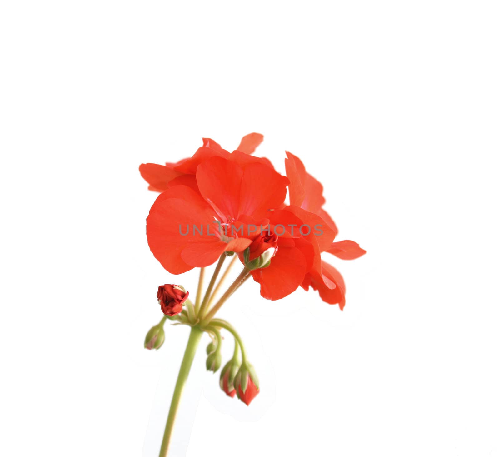 Blossom red geranium over white. Shallow DOF.