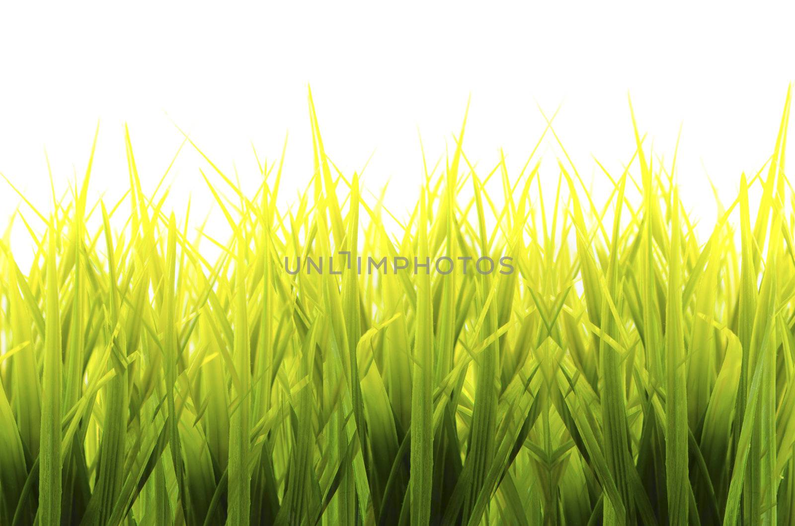 fresh spring green grass isolated on white background

