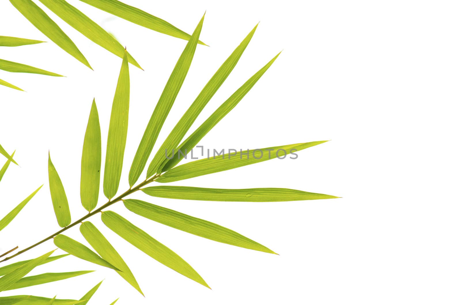 bamboo with isolated white background
