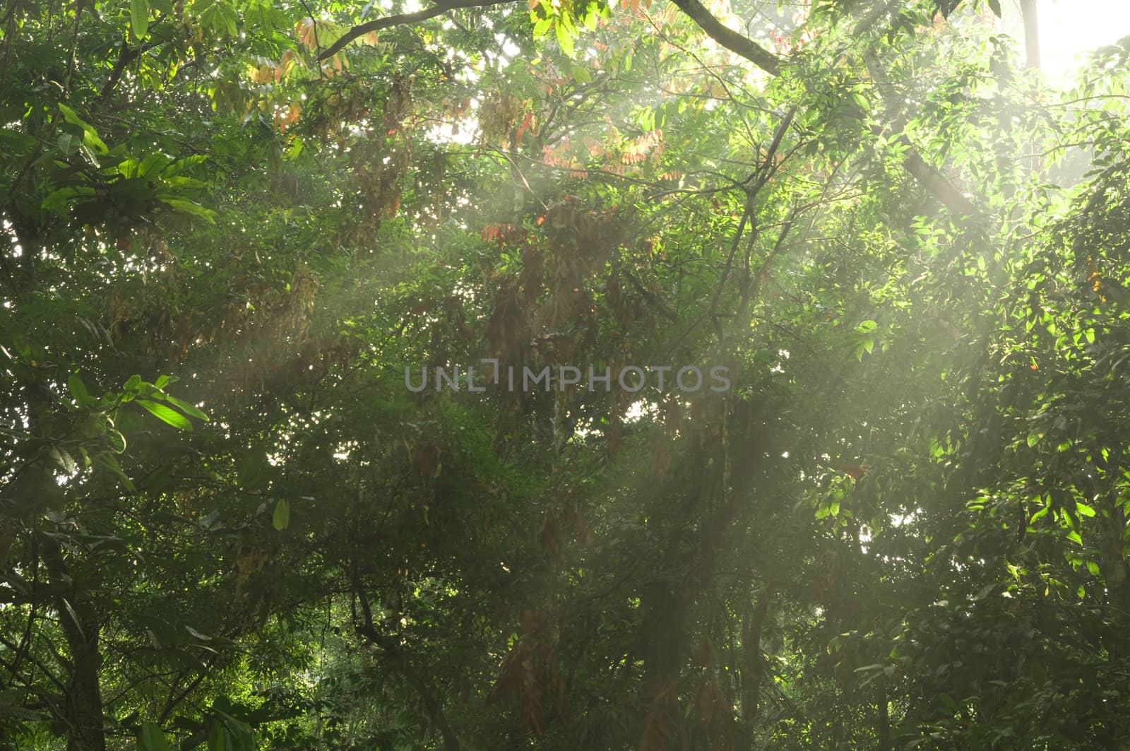 green forest with ray of lights