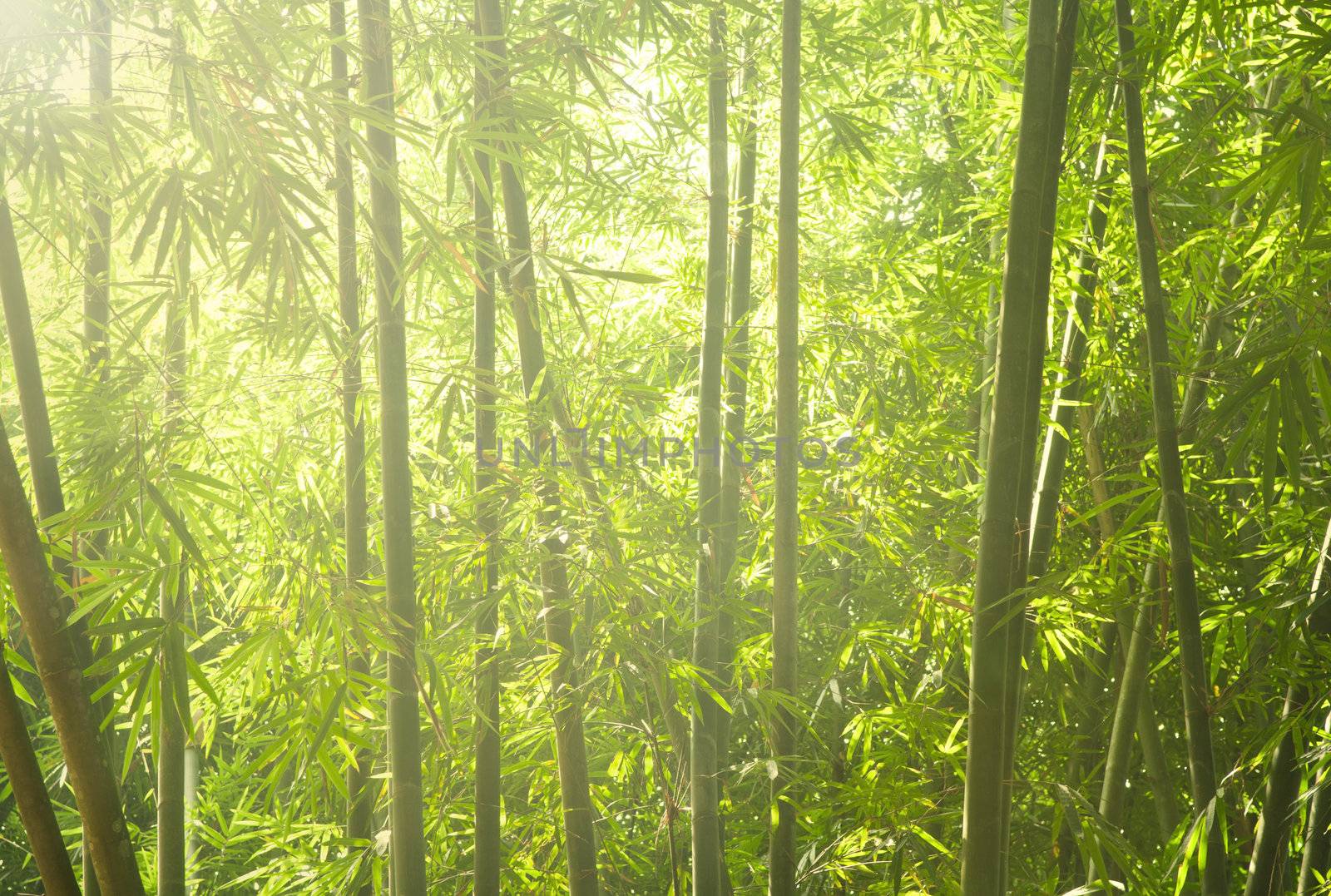 green bamboo forest with ray of lights 