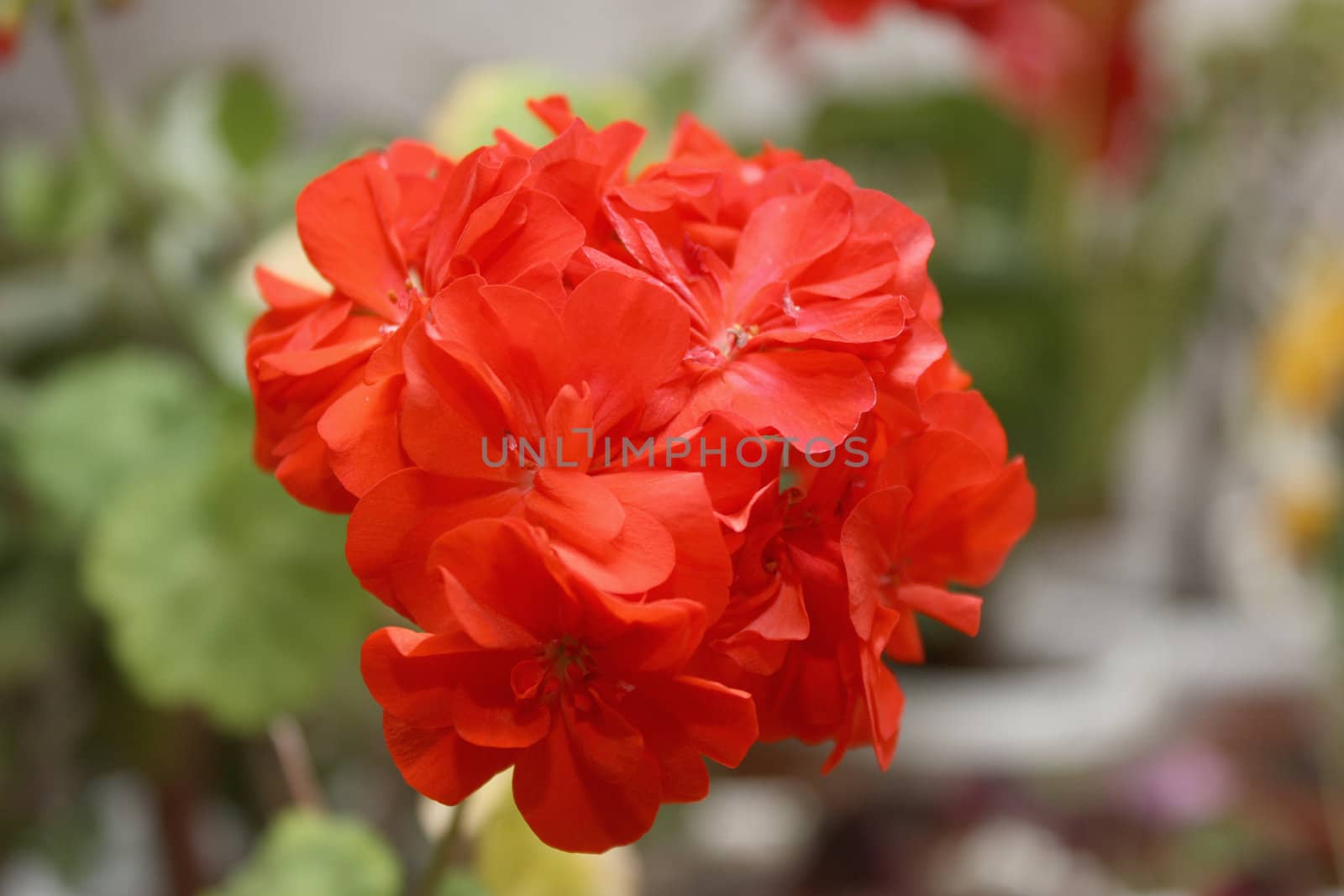 Blossom geranium. Shallow DOF.