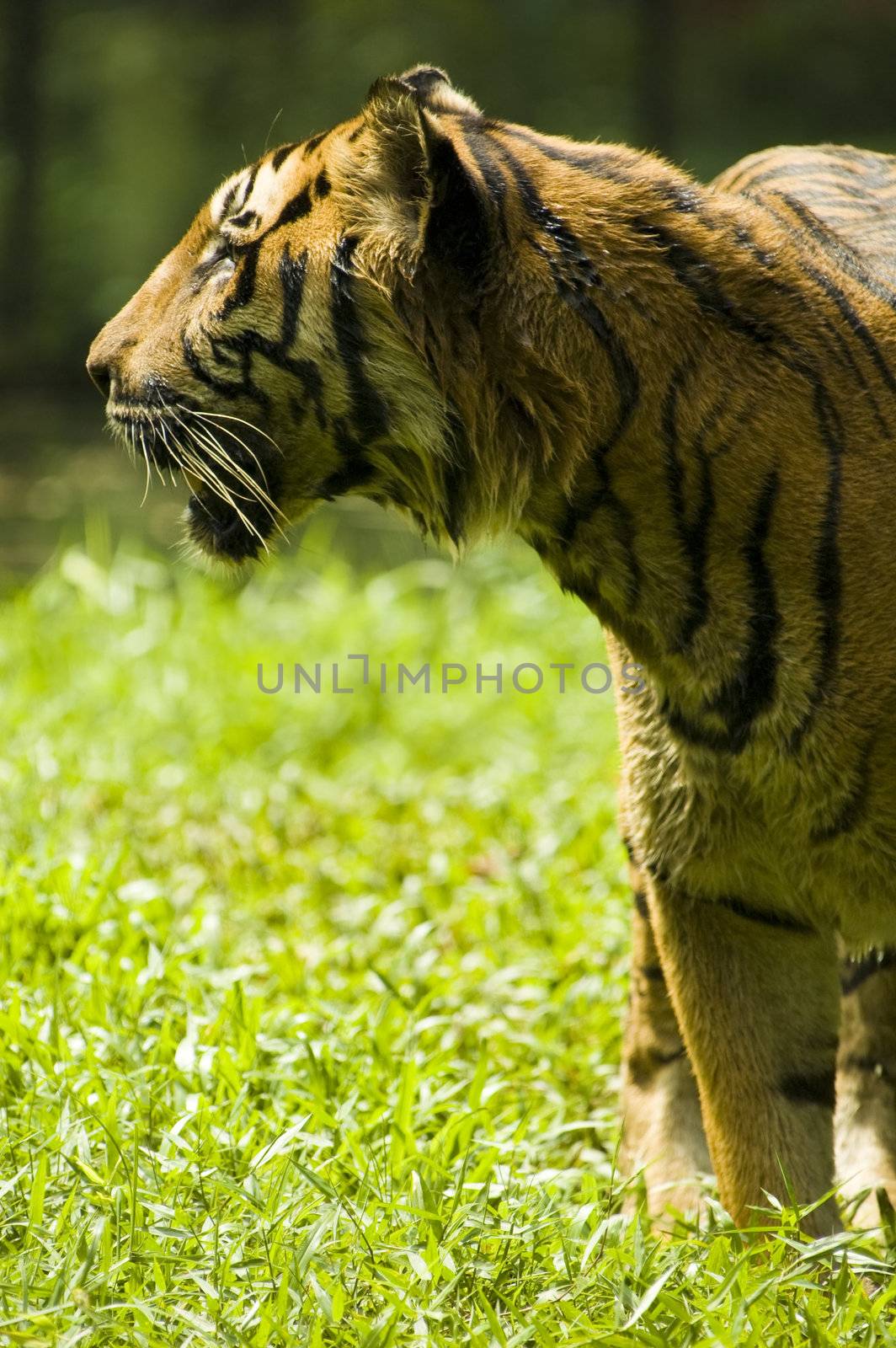 tiger with green background