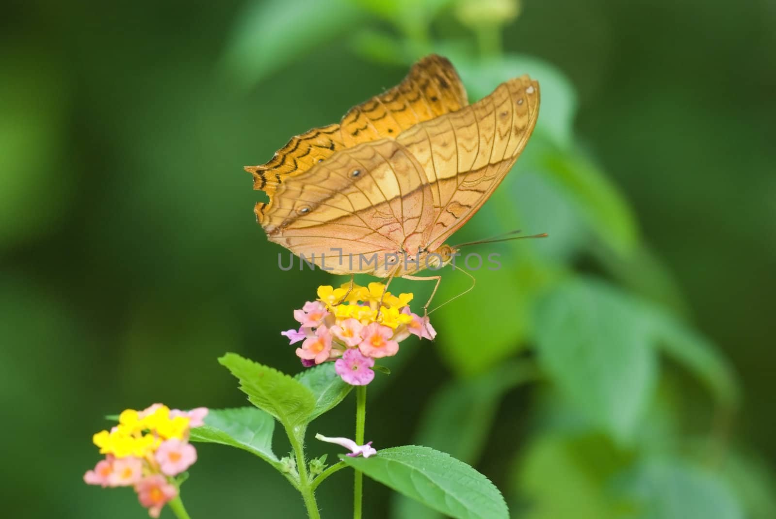 Butterfly on a Flower 