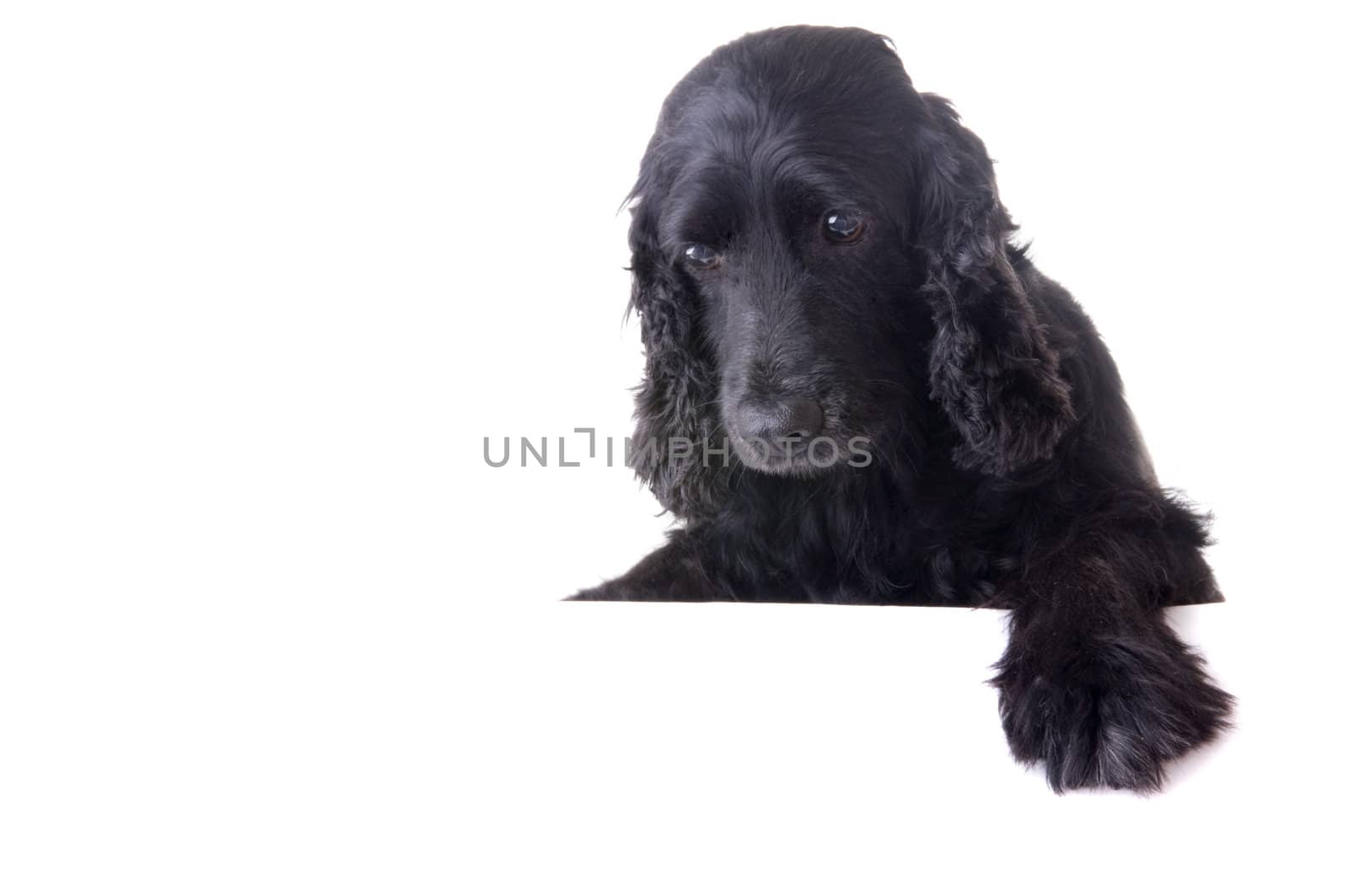 cocker spaneil dog trying to reach something with isolated white background
