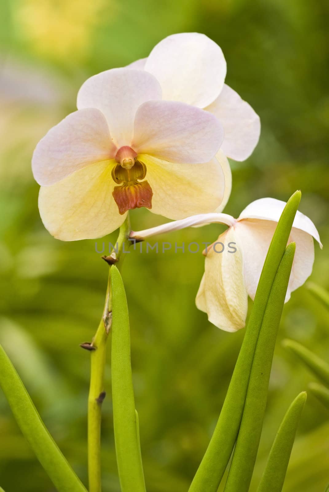 close up of orchid with green background