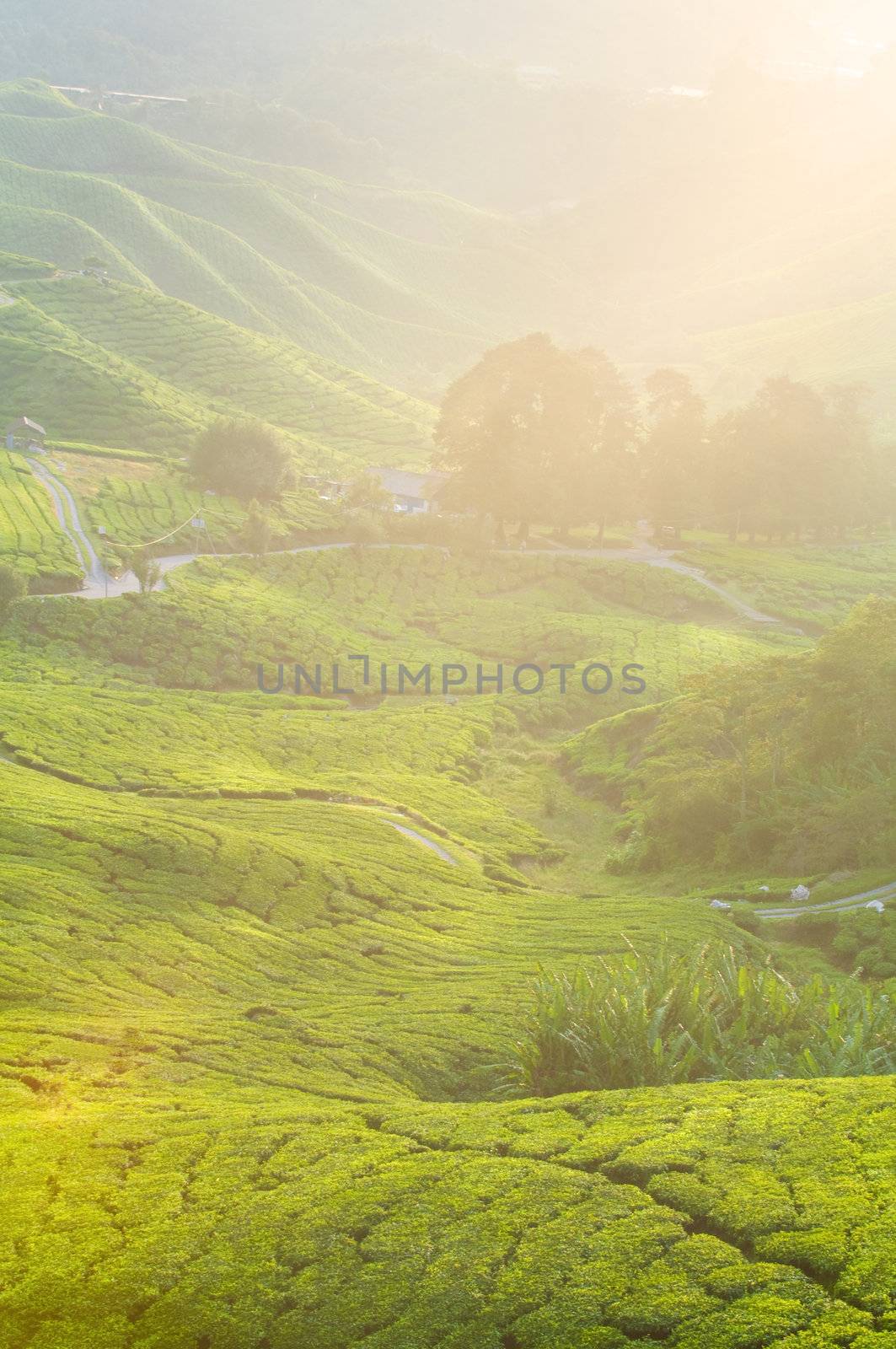 tea plantation cameron highlands early in morning