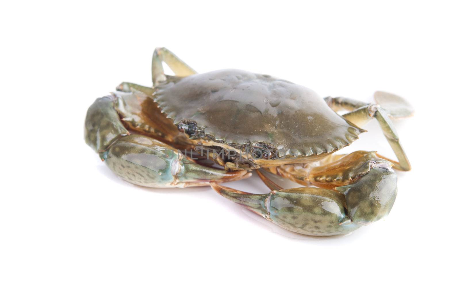 single isolated crab with white background