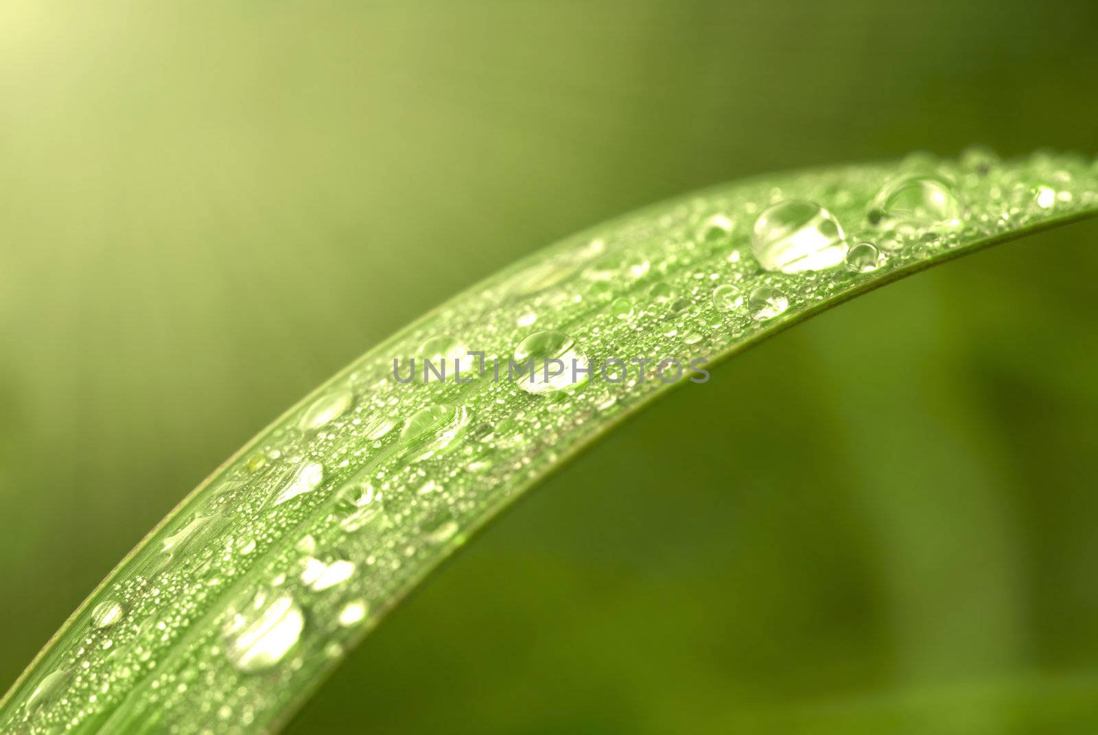 Green leaf with dews in  by yuliang11