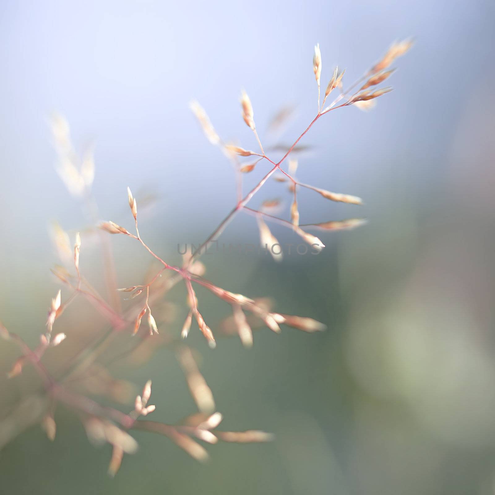 Single red straw in a garden of grass and flowers