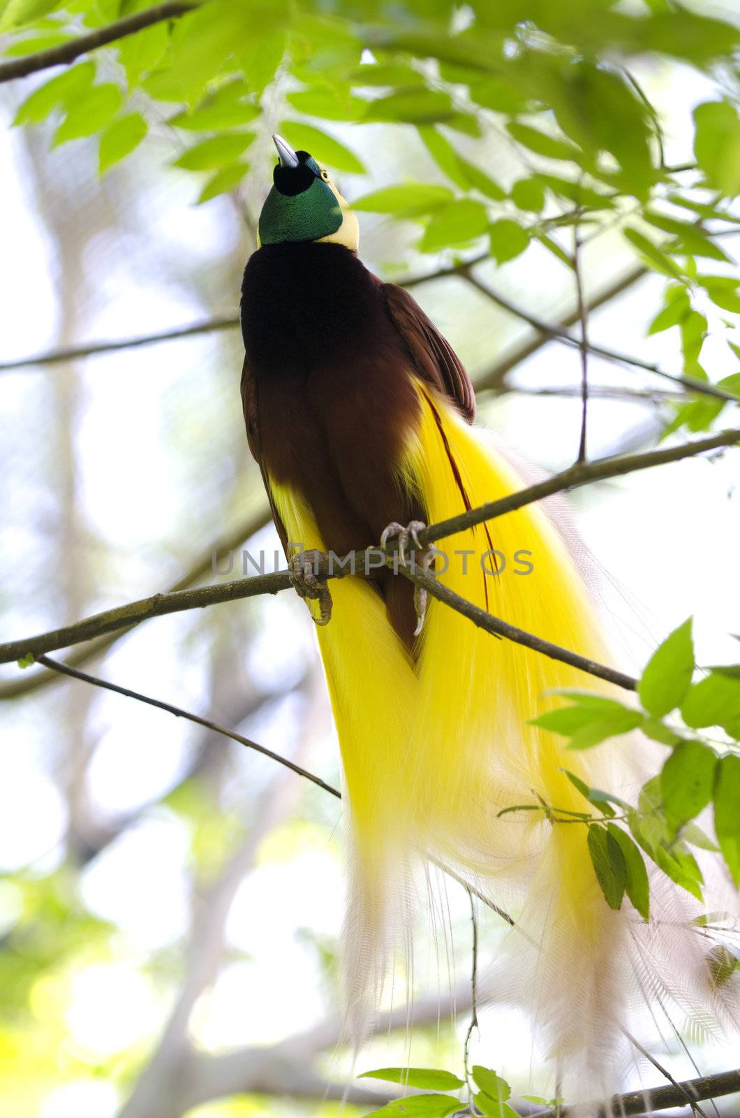Lesser Bird of Paradise or Paradisaea minor. One Of the most exotic birds in Papua New Guinea. 