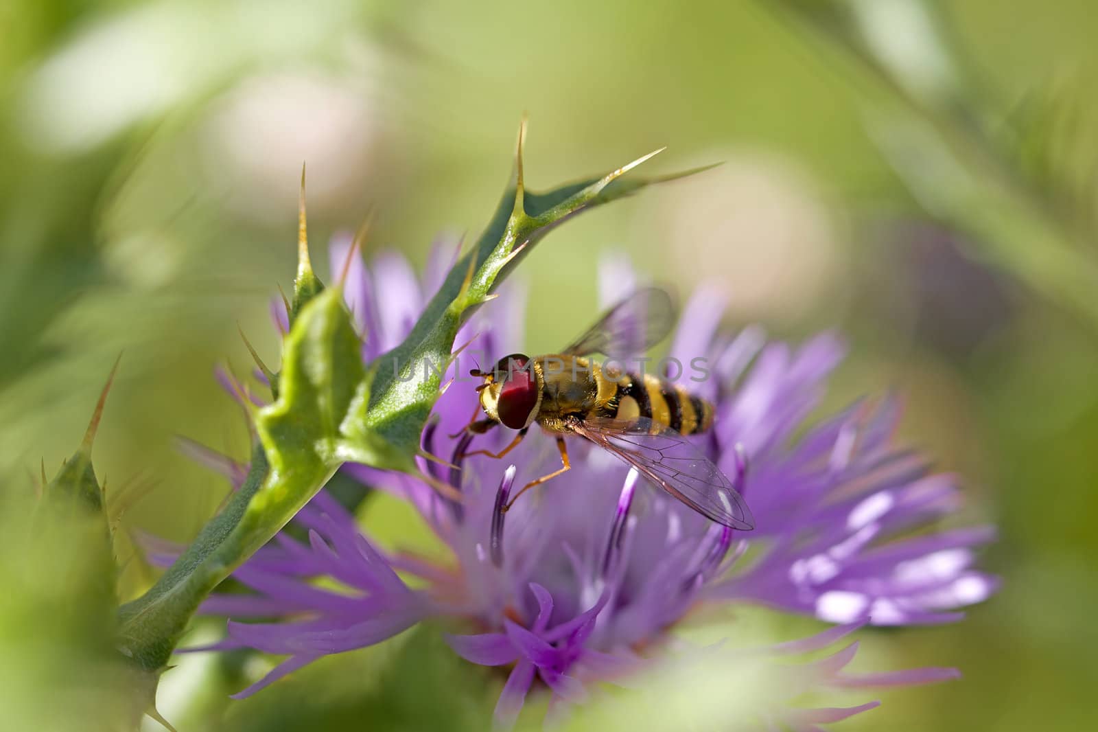 Marmelade Hoverfly on a brown ray knapweed