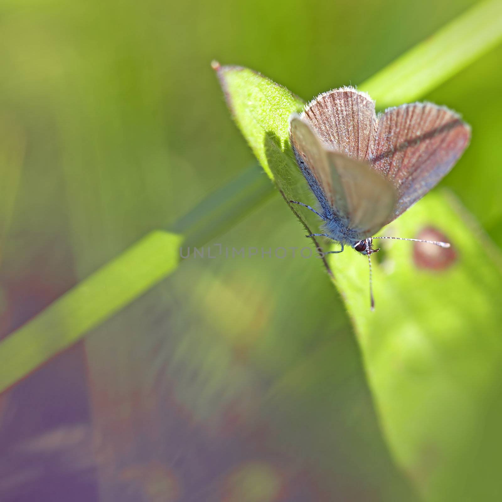 Common blue butterfly by kjorgen
