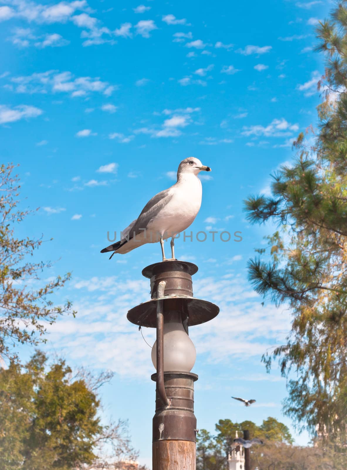 A seasgull sitting on a lamp post against a blue sky