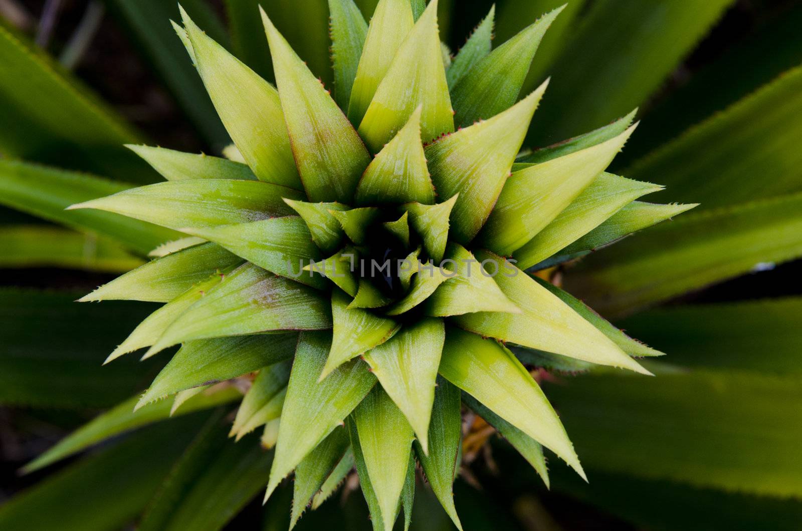 symmetrycal top view of pineapple tree 