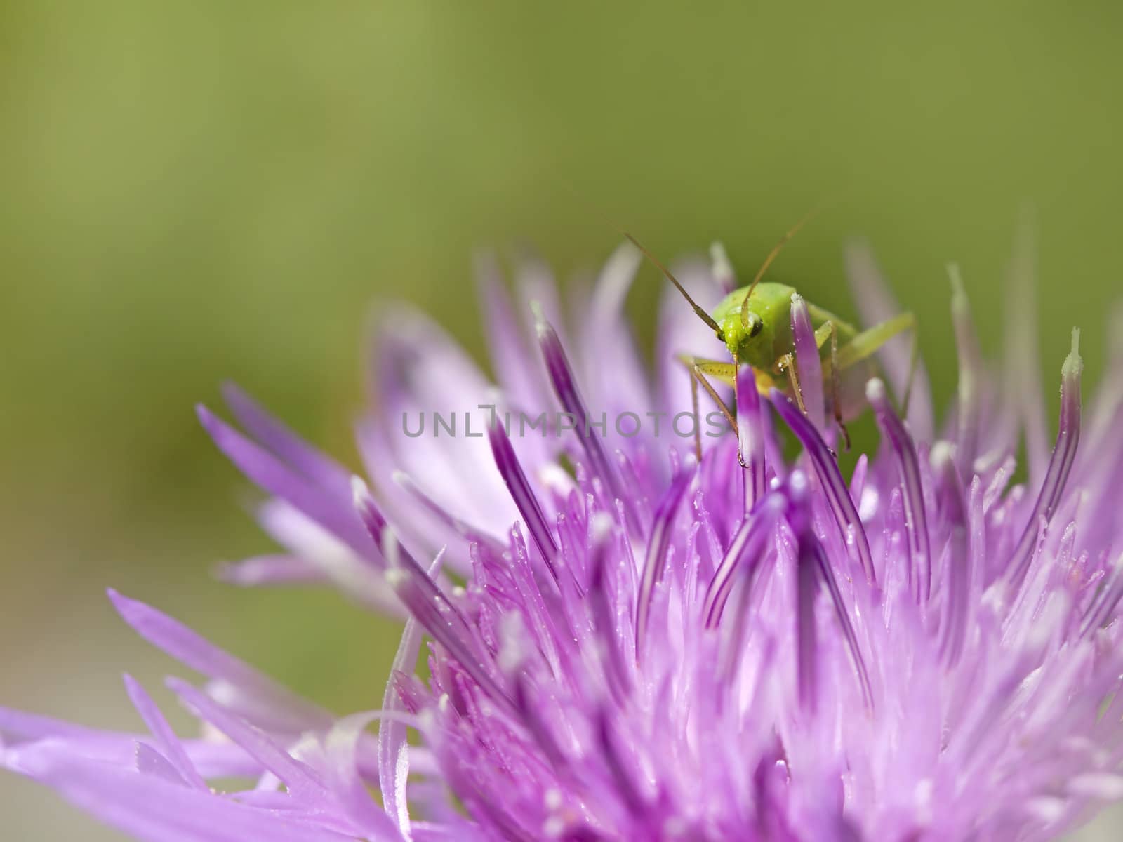 Close-up of Bush-Cricket on Brown Ray Knapweed