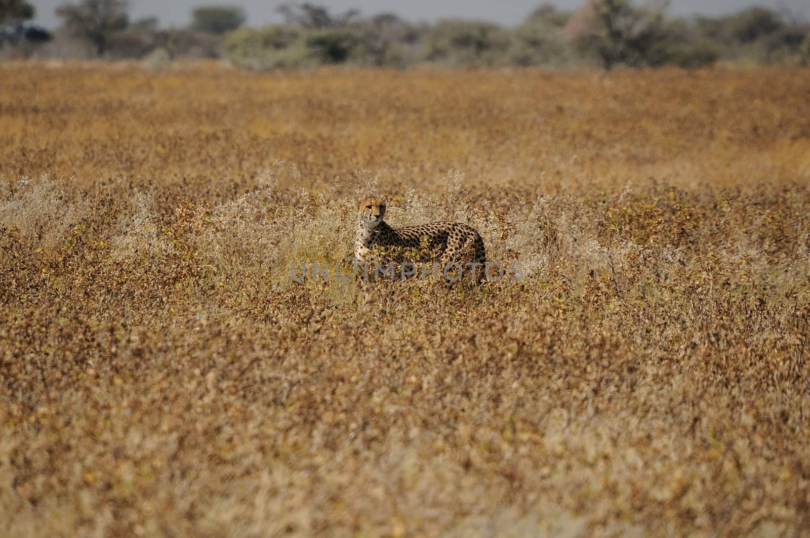 A Cheetah, Acinonyx jubatus in the Etosha National Park, Namibia