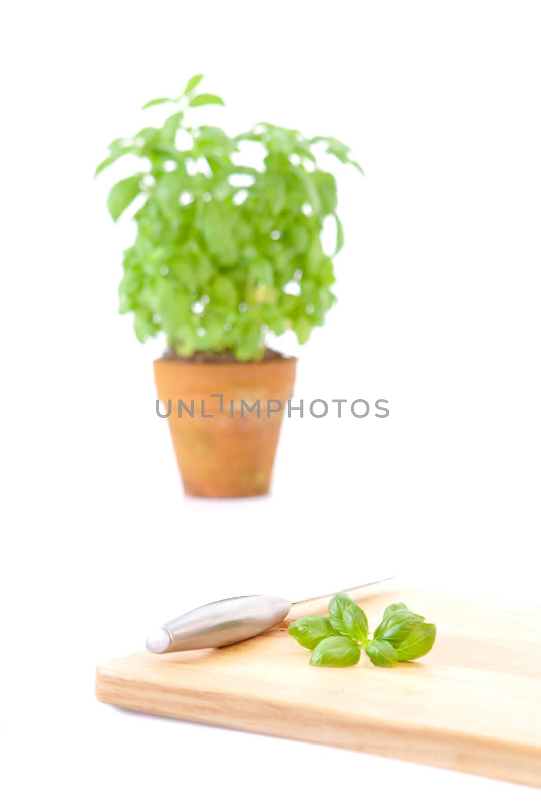 Cutting the leaves of a basil plant, white background