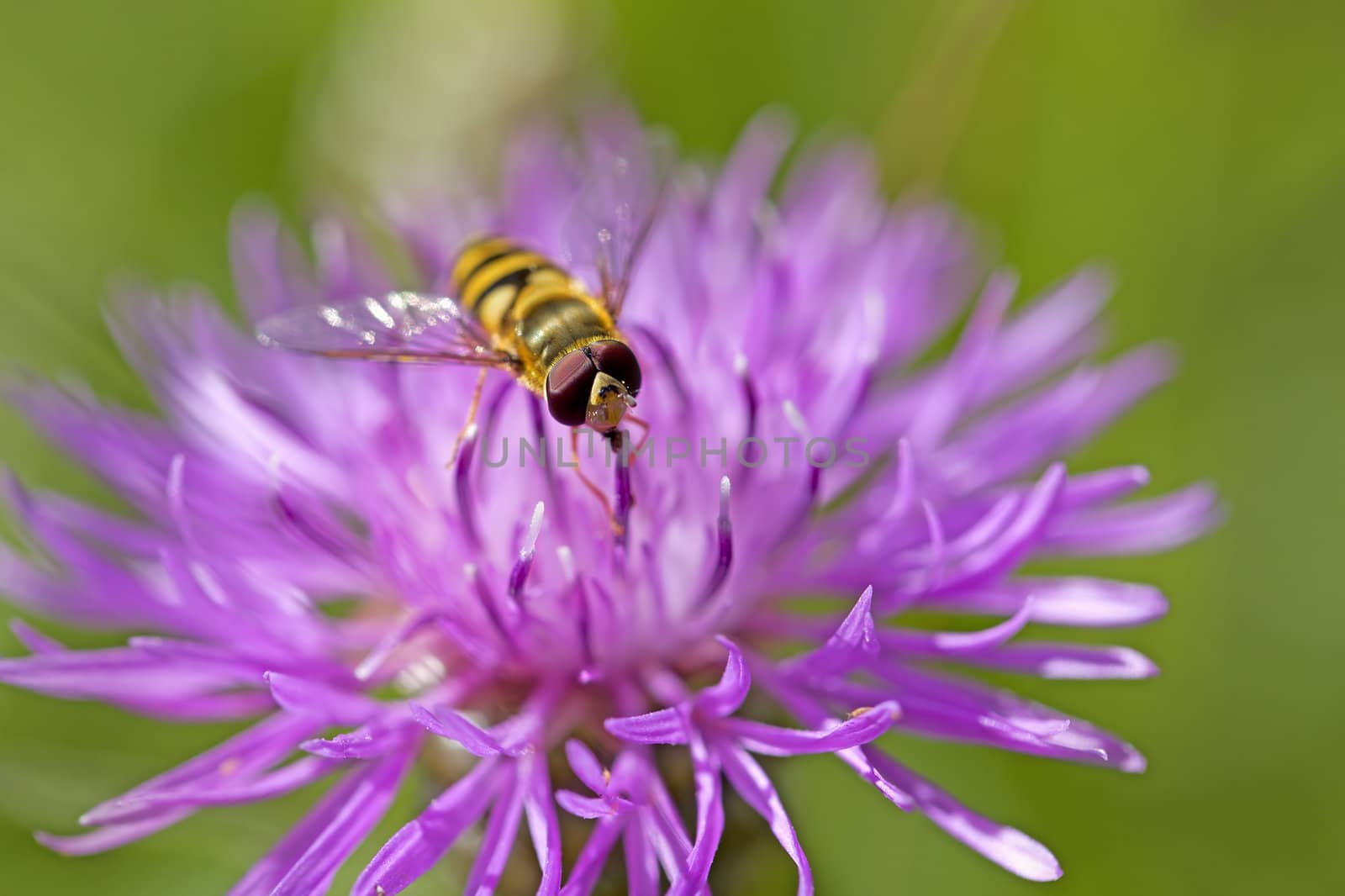 Marmelade Hoverfly on a brown ray knapweed