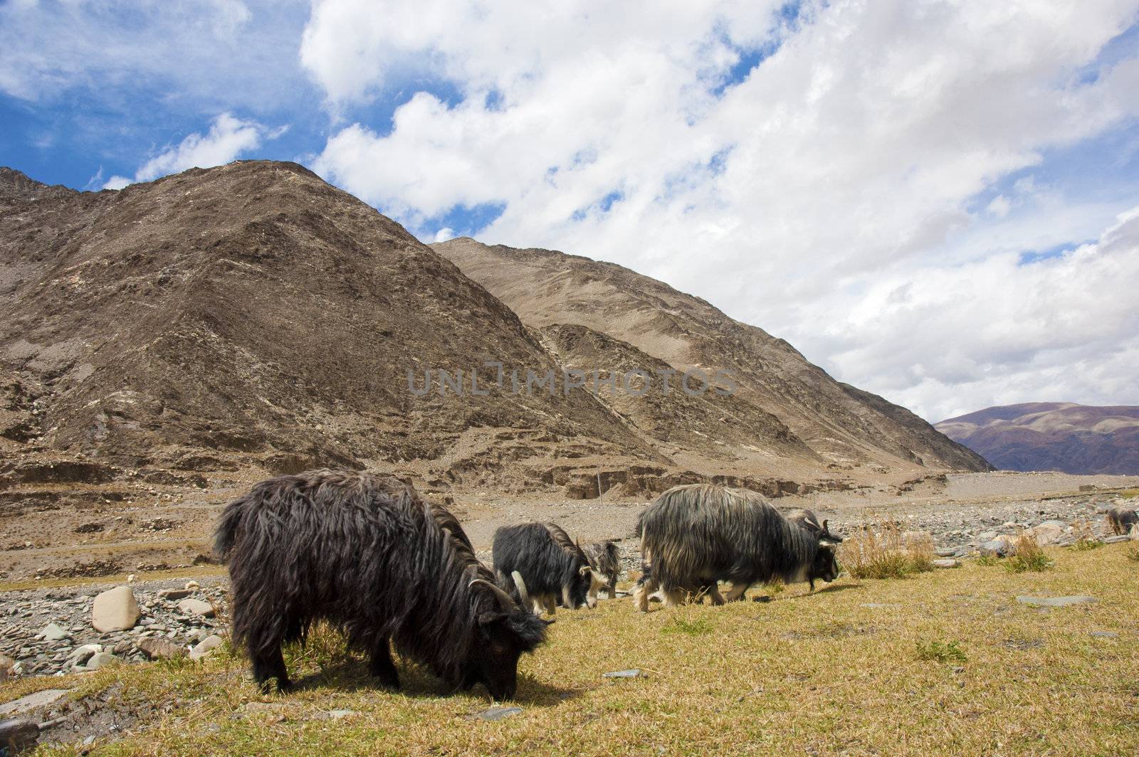 Tibetan landscape with grazing sheep and goats by yuliang11