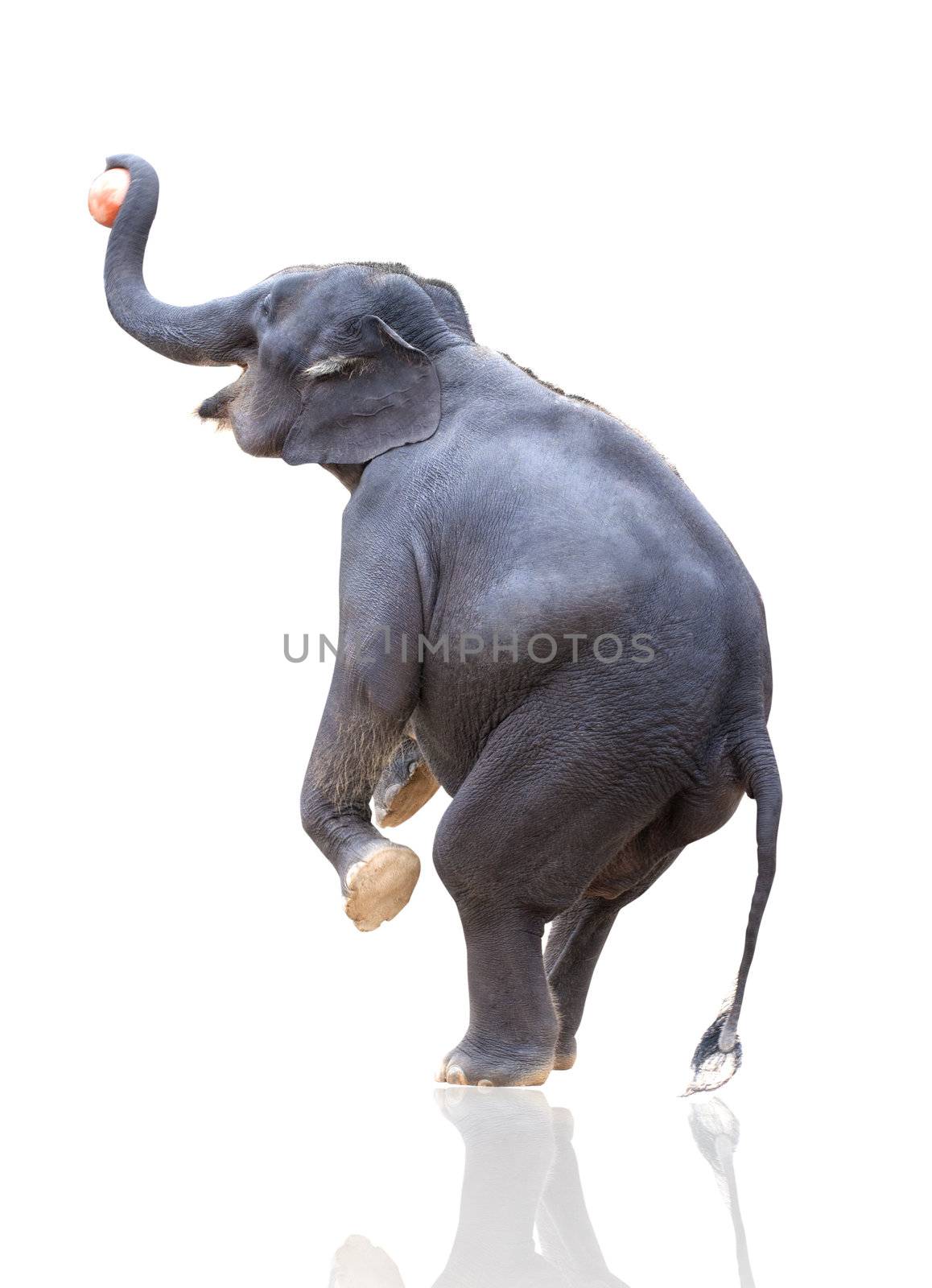 elephant throwing ball isoated on white