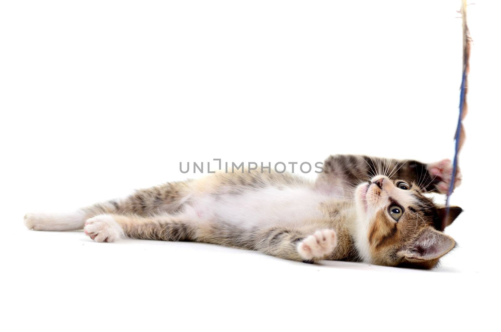 Grey kitten playing and grabbing at in front of a white backgrou by yuliang11