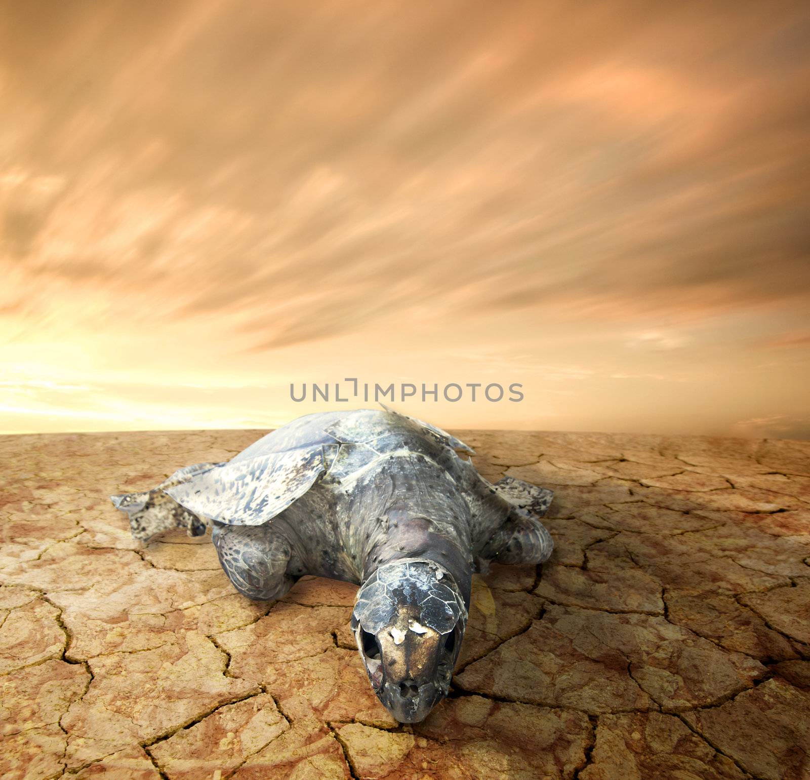 dead turtle,sea pollution 