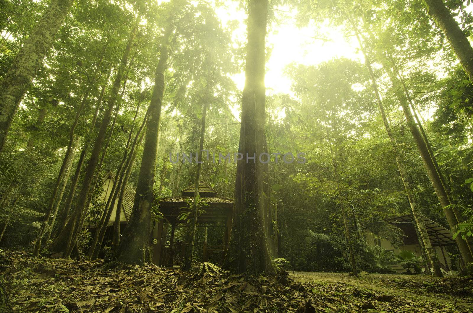 malaysian tropical rainforest