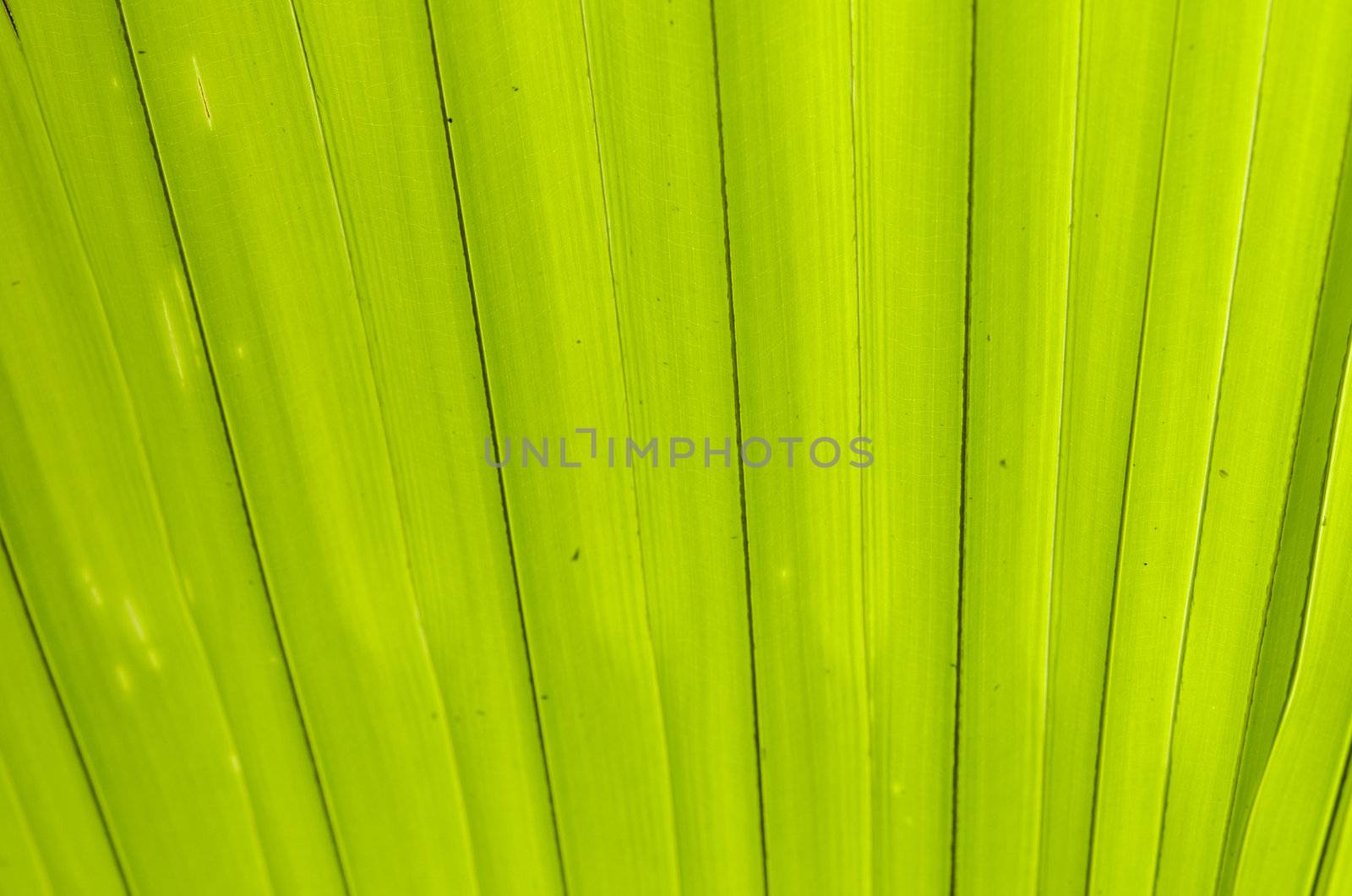 section of a palm leaf for background purpose