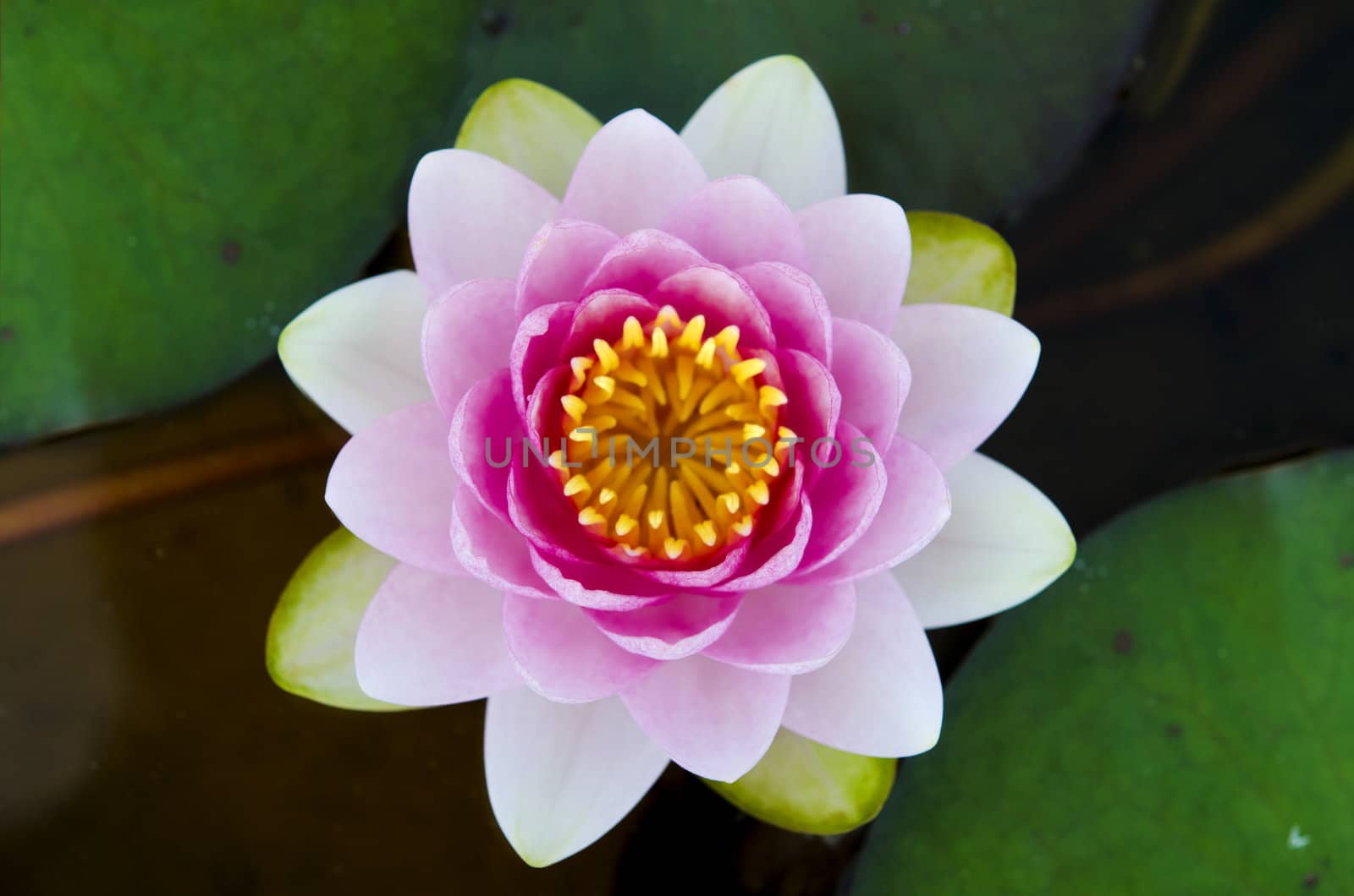 symmetrical lotus for conceptual photo 