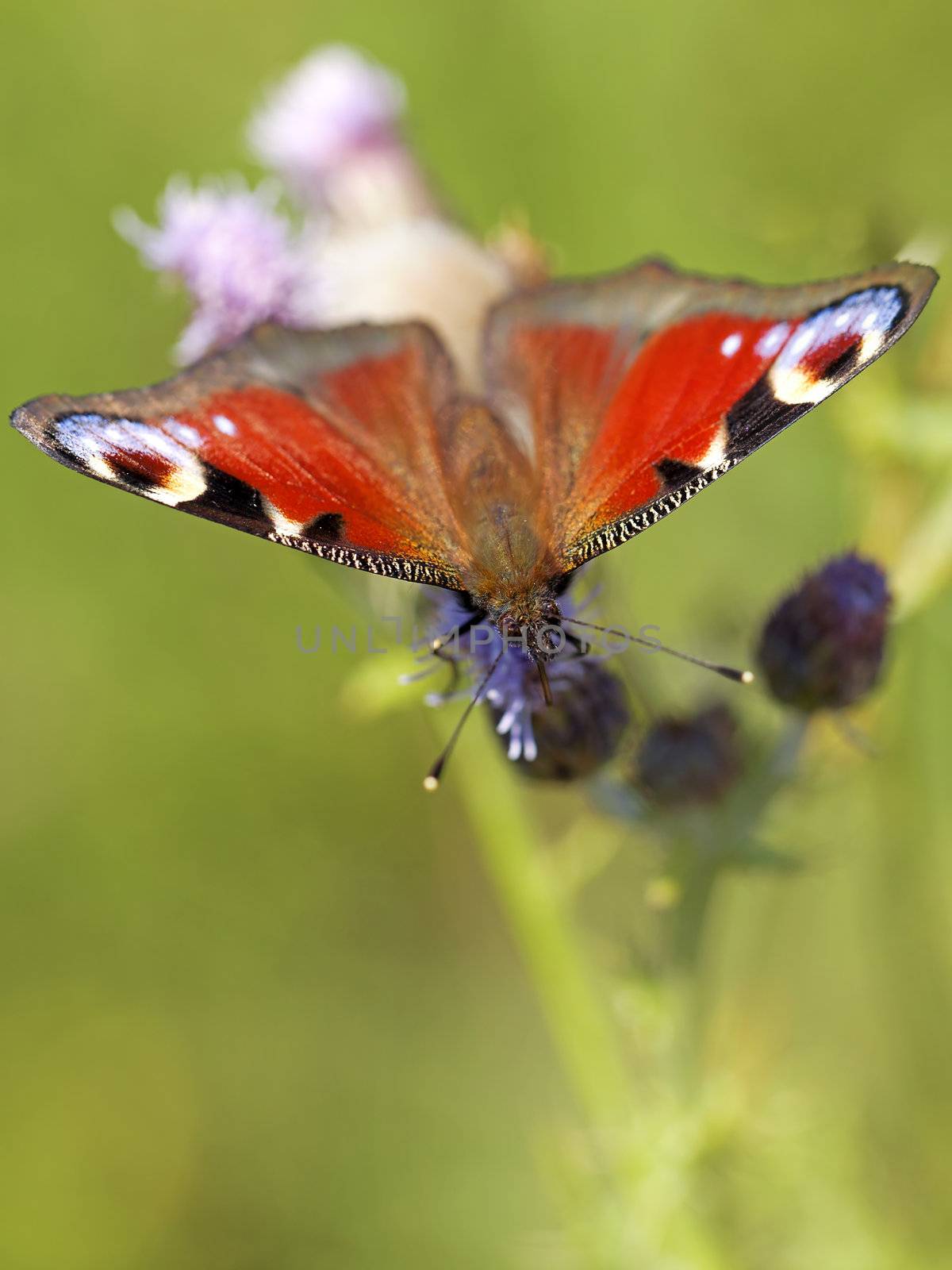 European peacock butterfly on Brown ray knapweed
