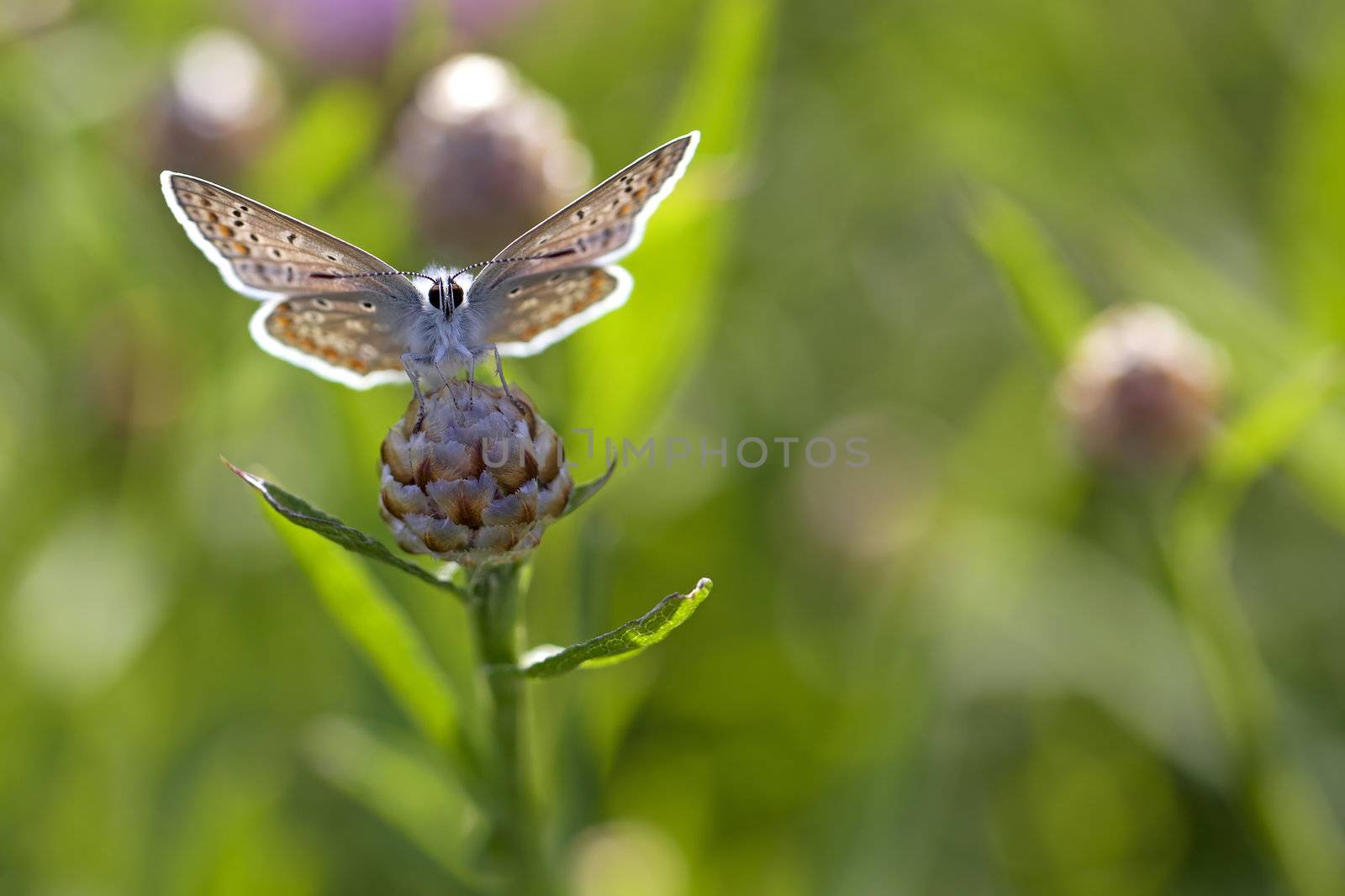 Common blue butterfly on a brown ray knapweed
