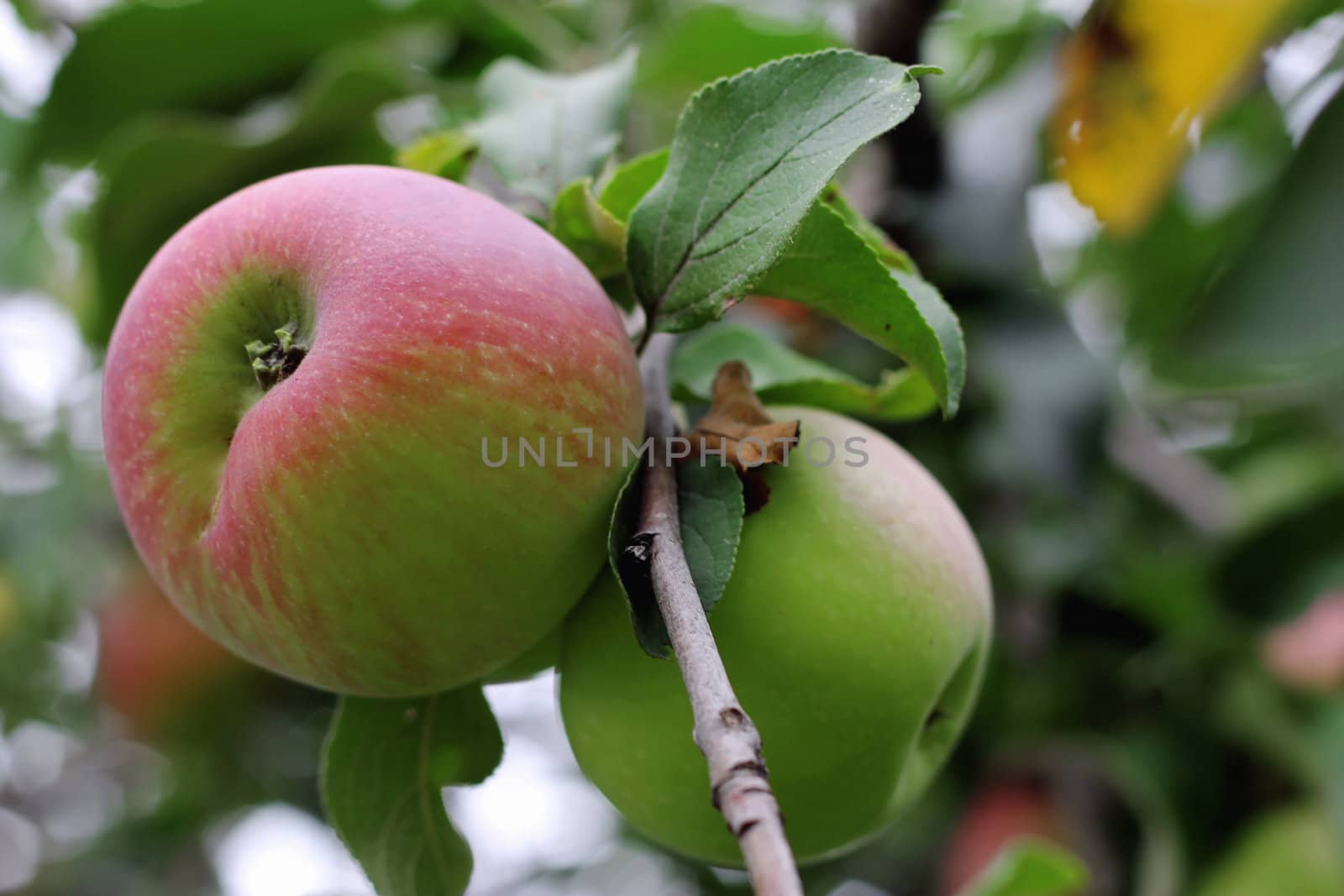 Green and red apple hanging on tree