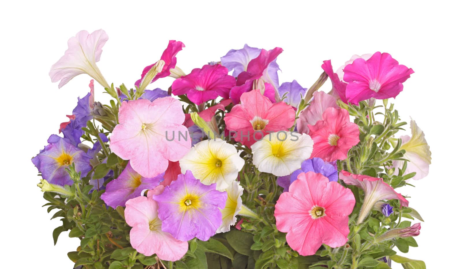 Side view of petunia plants flowering in multiple colors against a white background