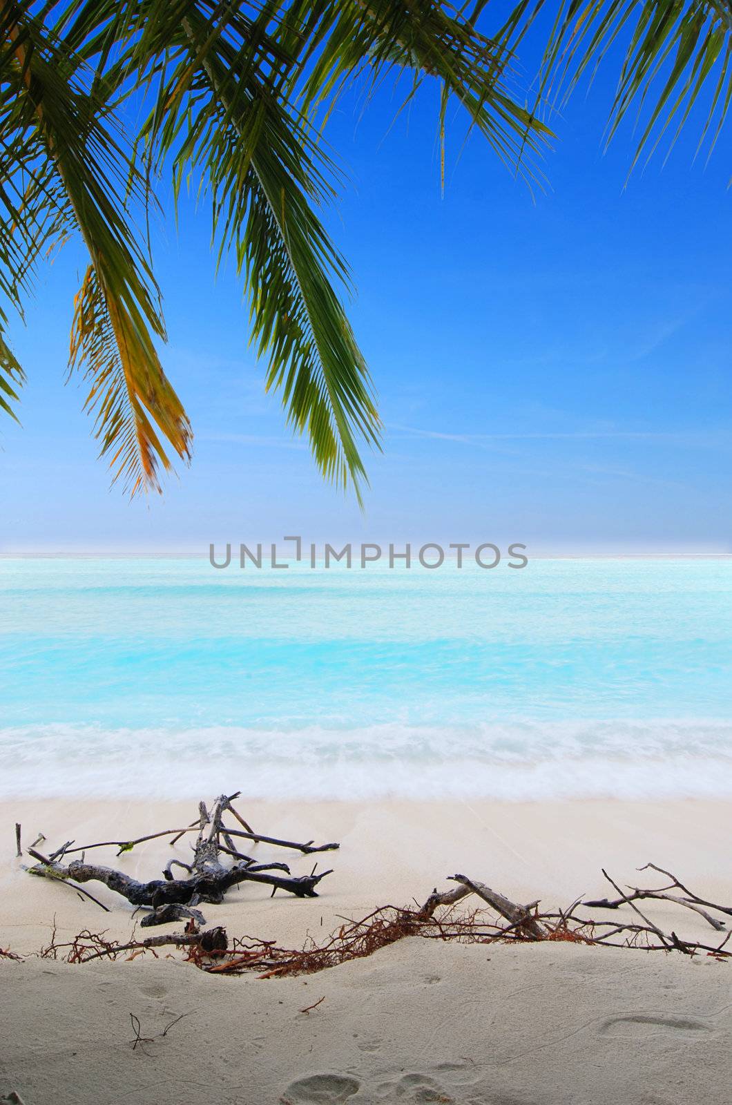 Beautiful tropical beach with white sand and palm in the Maldives