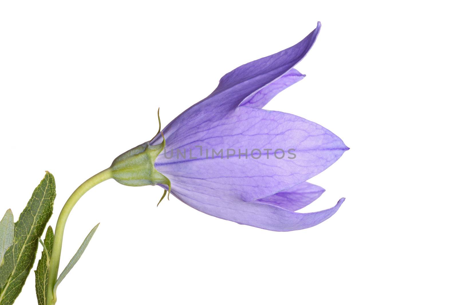 Flower and leaves of a balloon flower on white by sgoodwin4813