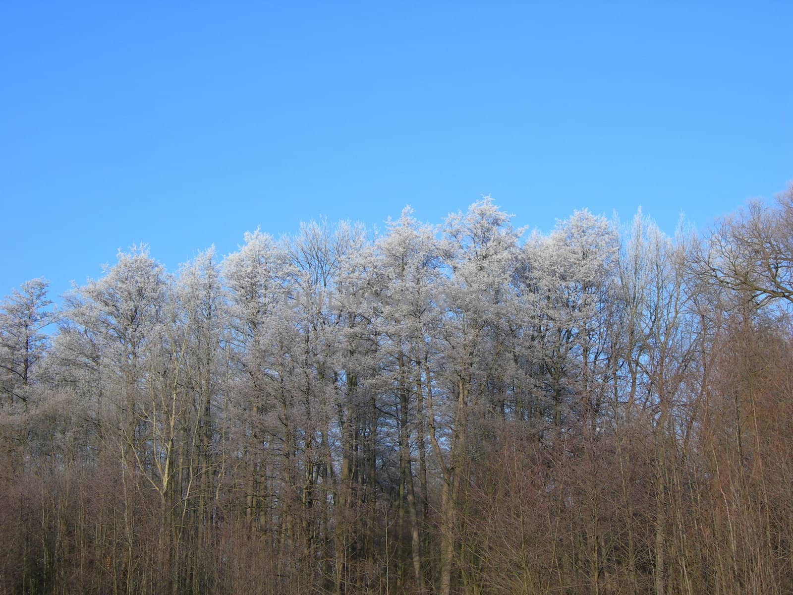           Forest in winter. Trees are heavily covered by snow.     
